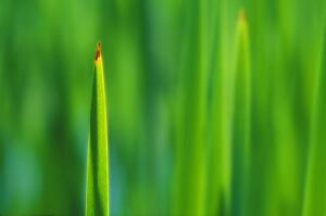Closeup of leaf tip