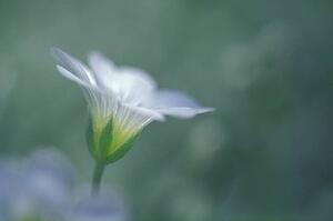Blurred closeup of white flower