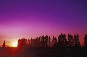 Rural sunset behind row of trees