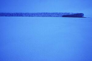 Snowy field with row of trees
