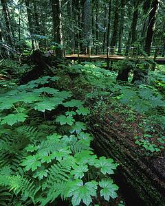 Ferns and bushes on forest floor