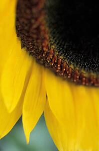 Closeup of sunflower