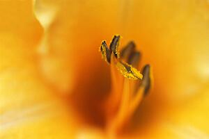 Closeup of yellow flower