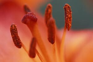 Inside of a flower