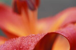 Closeup of pink flower with water drops