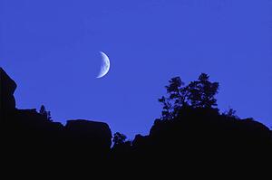 Quarter moon above silhouette of trees
