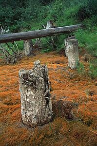 Dead stumps and logs in forest