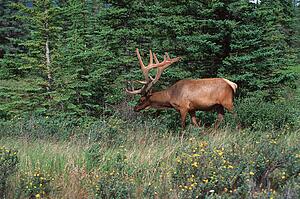 Elk in Bush