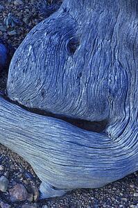 Twisted piece of driftwood on gravel beach