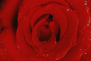 Red rose