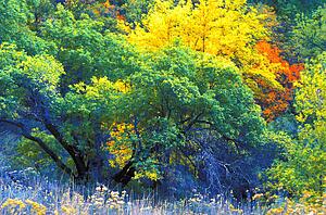 Vivid trees on edge of field in autumn