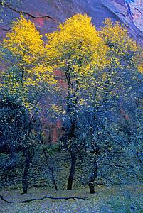 Three thin autumnal trees in front of rock cliff