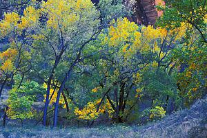 Trees on edge of field in autumn