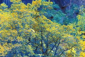 Vivid autumnal trees