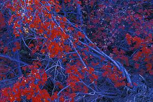 Trees in autumn