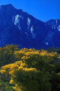 Mountain with autumn trees in foreground