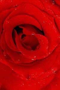 Red rose with water drops