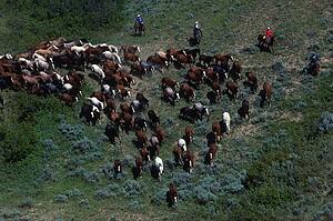 cowboys herding horses through scrub brush