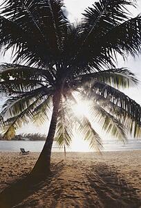 View of ocean and beach through palm tree leafs