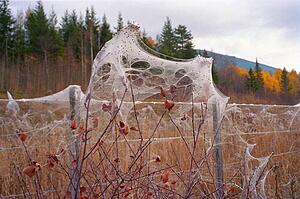 Spider webs on barbed wire fence