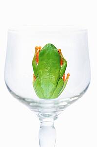 Red eyed tree frog in glass