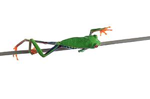 Red eyed tree frog
