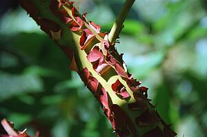 Closeup of branch with bark peeling off