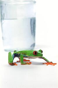 Frog beside glass of water