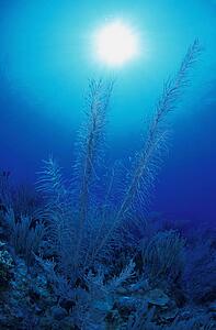 Sea weed