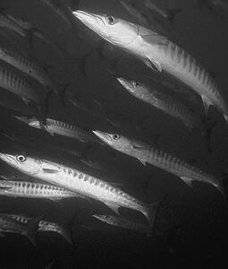 Schooling Barracuda