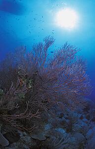 Coral and fish
