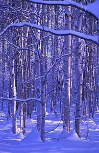 Snowy forest scene