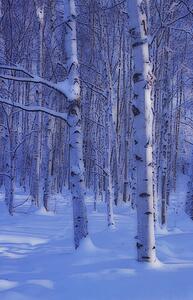 Snowy forest scene