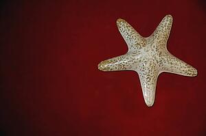 Star fish