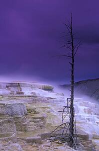 Dead tree