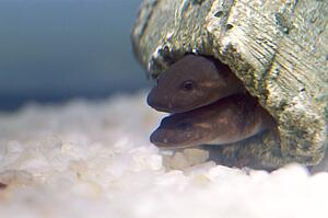 Mudpuppy Salamander