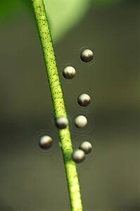 Toad Eggs