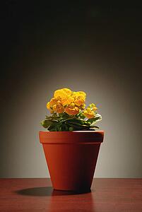 Flower pot