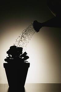 Watering flowers