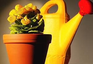 Flower pot and watering can