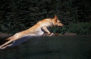 Dog jumping