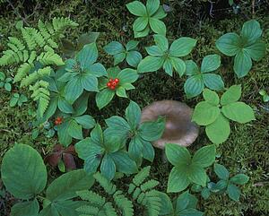 Berries in a bush