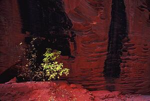 Bush in the mountains