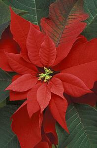 Poinsettia