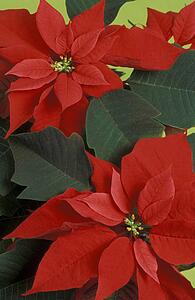 Poinsettia