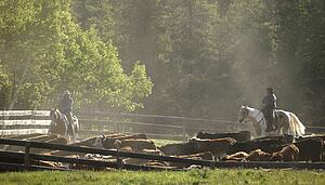 Herding cattle
