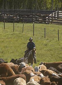 Herding cattle