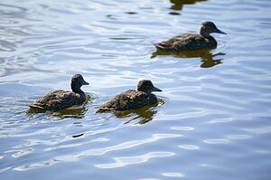 Ducks swim in a pond