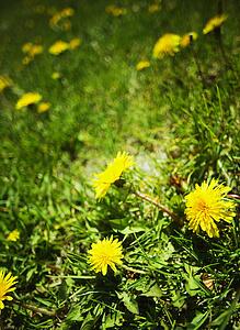 Dandelions in the grass