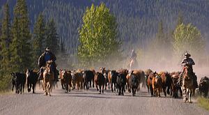 Cattle herding